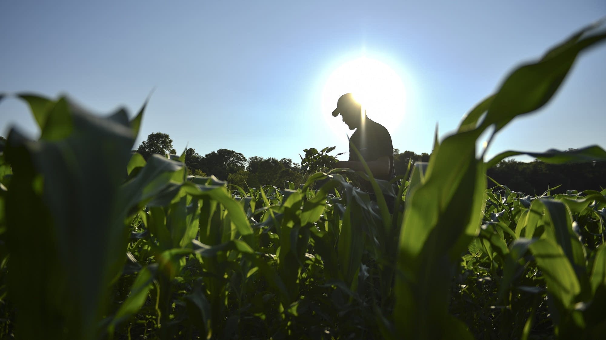 Farm bankruptices are on the rise