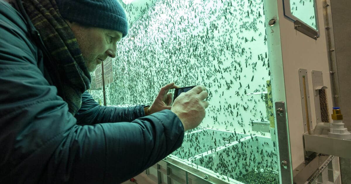 Insect producer seeks reconstruction in the face of bankruptcy