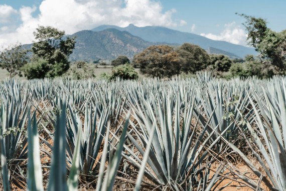 Class action lawsuit accuses Diageo of misleading customers - Drinks International - The global choice for drinks buyers