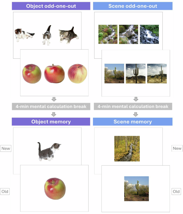 Object fine-grained discrimination as a sensitive cognitive marker of transentorhinal integrity