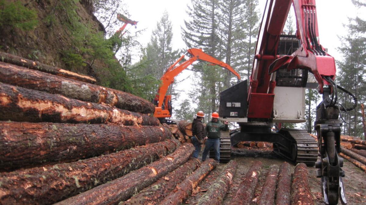 Viewpoint: Logging project near Yellowstone cancelled after suit