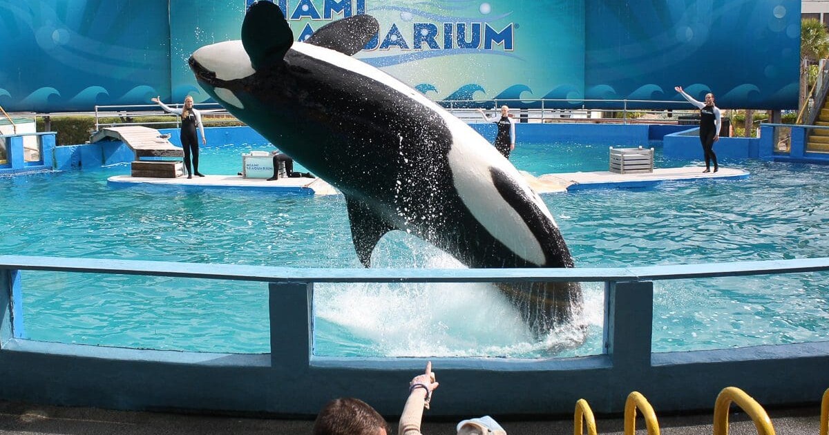 Former Seaquarium CEO accused of diverting funds in bankruptcy case