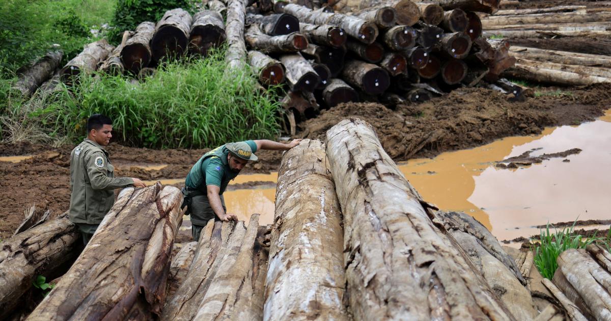 The War on Trees